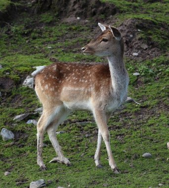 Yeşil çimenli arka planda tam boy sika geyiği.