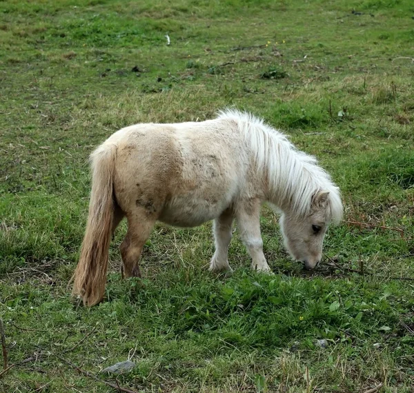 White Pony Grazes Green Meadow Park Appaloosa Pony Eats Grass — Stock Photo, Image