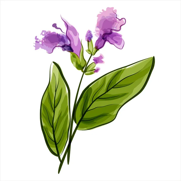 Salvia. Sauge. Illustration vectorielle — Image vectorielle
