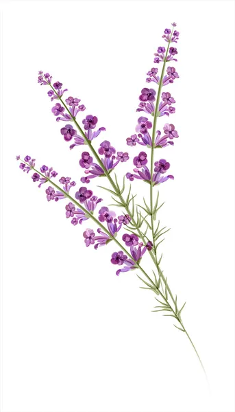 Lavanda. Desenho aquarela. Vetor — Vetor de Stock