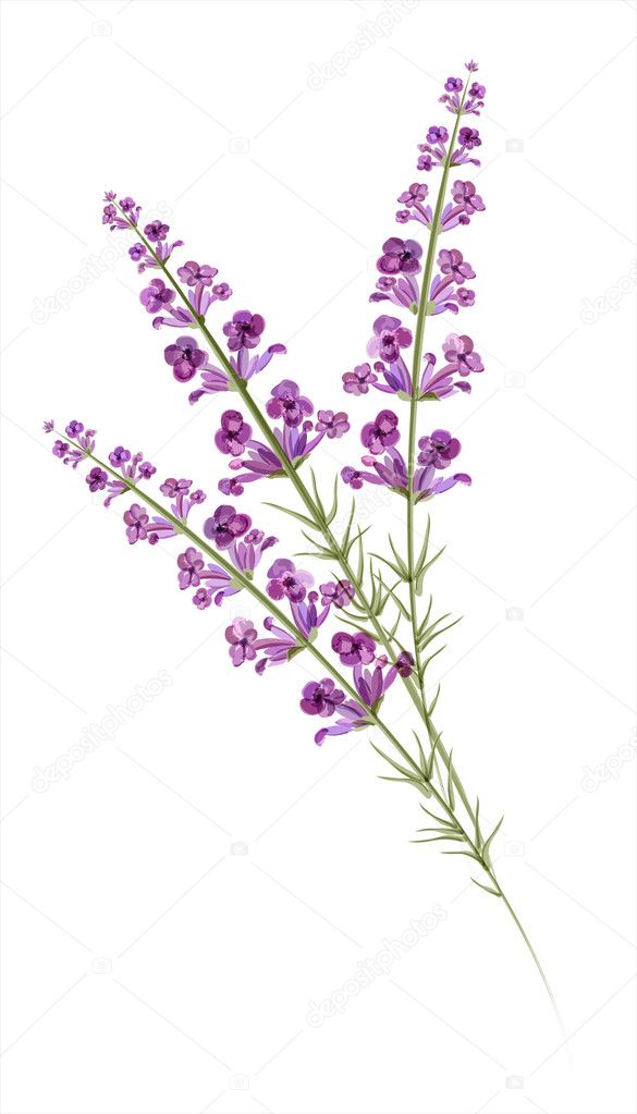 Lavender. Watercolor drawing. Vector