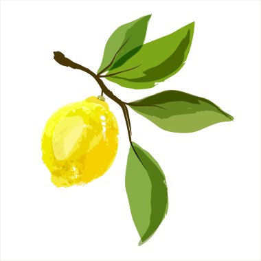 Yapraklı bir dalda limon.