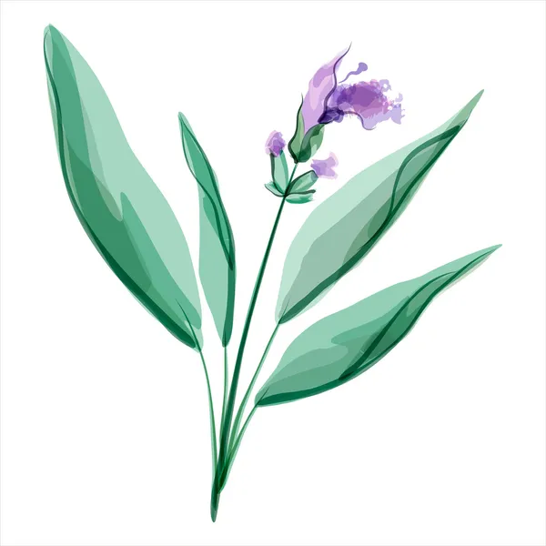 Zsálya. Salvia. Réti virág — Stock Vector