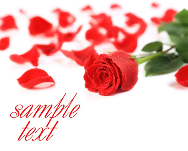 Rosa rossa e petali su sfondo bianco — Foto Stock