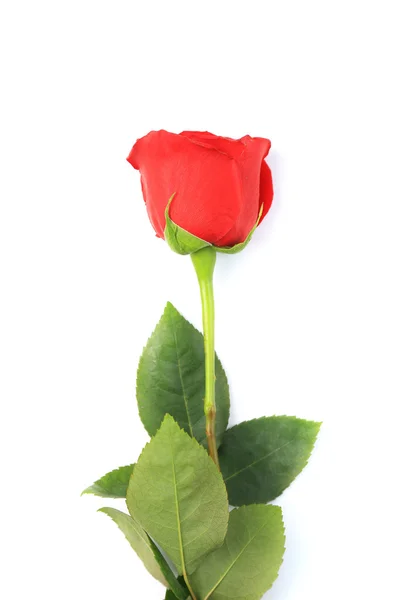 Rose rouge isolée sur blanc — Photo