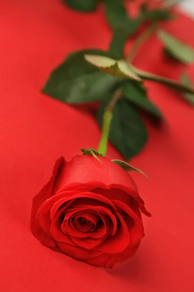 Beautiful red rose isolated on red — Stock Photo, Image