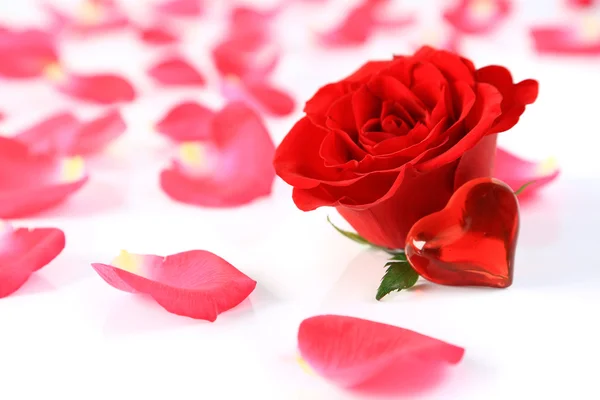 La rosa con cuore e petali su bianco — Foto Stock