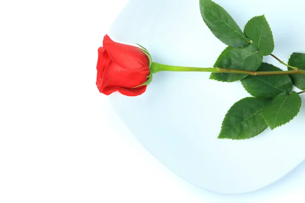 Closeup of red rose on white plate on white background — Stock Photo, Image