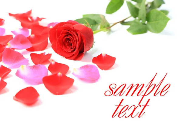 Rote Rose und Blütenblätter auf weißem Hintergrund — Stockfoto