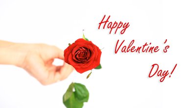 Beyaz arkaplanda kırmızı gül.