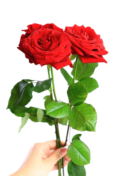 Μια δέσμη των κόκκινων τριαντάφυλλων — Φωτογραφία Αρχείου