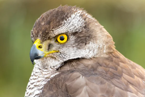 Falcon — Stockfoto