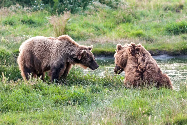 Bruine beren — Stockfoto