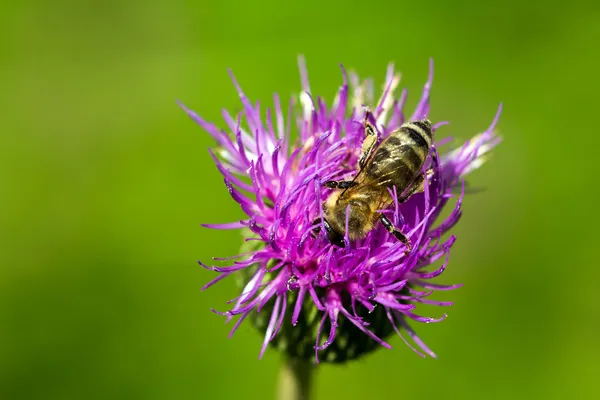 Bee on the flower Royalty Free Stock Images