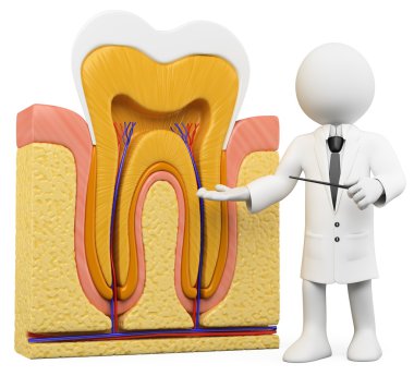 3D white . Dentist with tooth section clipart