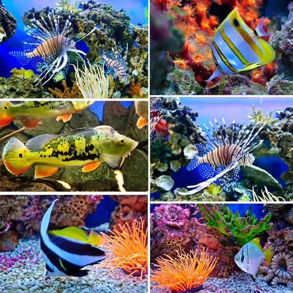 Marine tropical fish — Stock Photo, Image