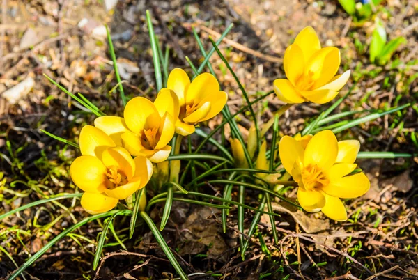 Первые цветы весенних крокусов — стоковое фото
