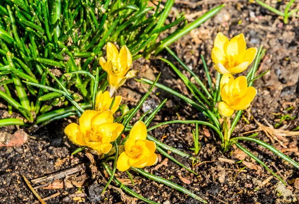Первые цветы весенних крокусов — стоковое фото