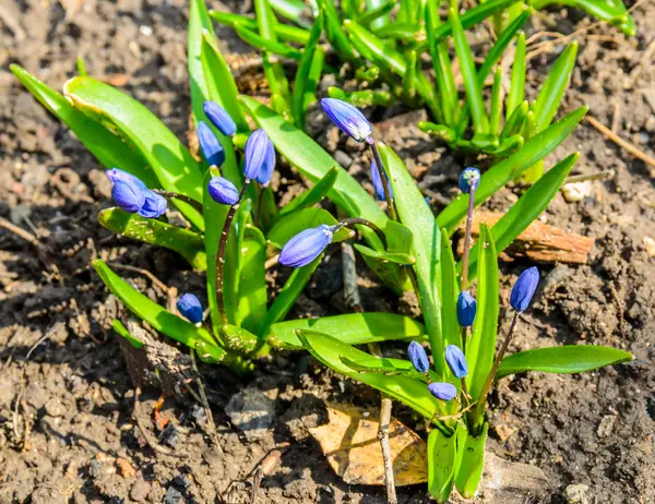 Las primeras flores de los azafranes de primavera — Foto de Stock