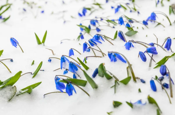 De eerste bloemen in de sneeuw — Stockfoto