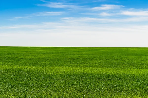 Erba verde sul campo — Foto Stock