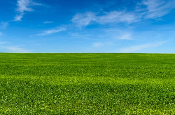 Grönt gräs på fältet Stockfoto