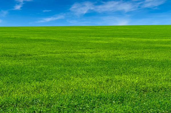 Grönt gräs på fältet Stockbild