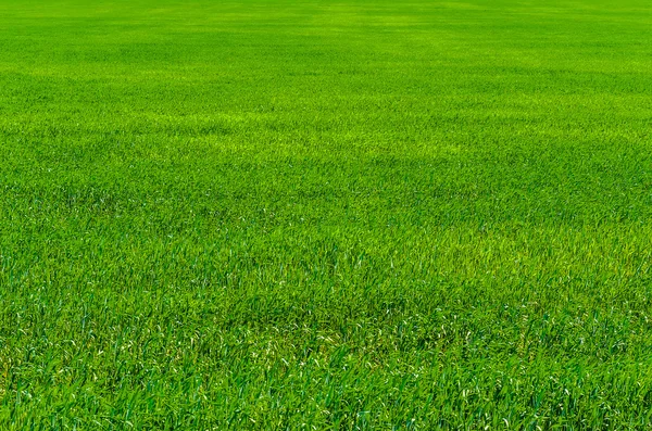 Grönt gräs på fältet Royaltyfria Stockbilder