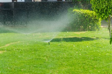otomatik serpin bitkilerde Bahçe