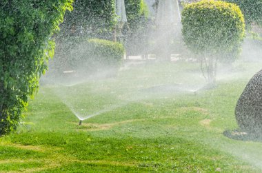 otomatik serpin bitkilerde Bahçe