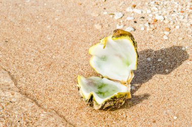 Kumda deniz kabuğu