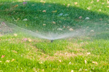 otomatik serpin bitkilerde Bahçe