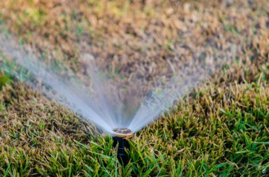 otomatik serpin bitkilerde Bahçe