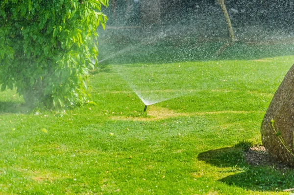 Automatic Sprinkle plants in the garden — Stock Photo, Image