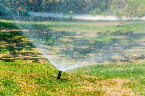 Plantas de espolvoreo automático en el jardín — Foto de Stock