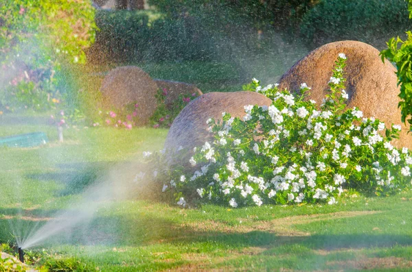 Arroser automatiquement les plantes dans le jardin — Photo