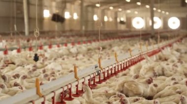 tavuk çiftliği. Montaj