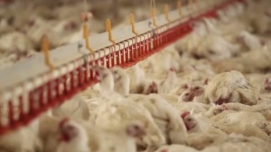 tavuk çiftliği. Montaj