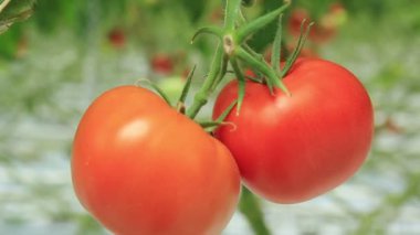 Domates (2 çekim)
