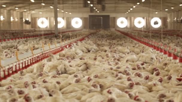 Chicken farm. montage — Stock Video