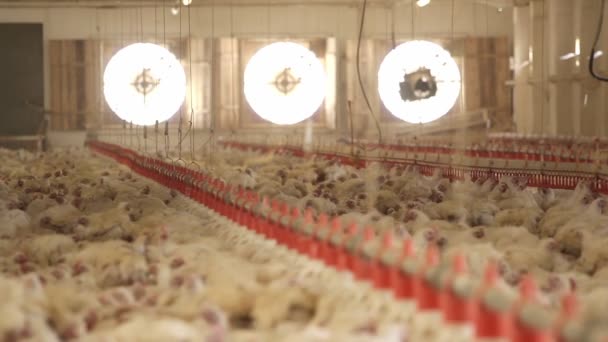 Αγρόκτημα κοτόπουλου. μοντάζ — Αρχείο Βίντεο