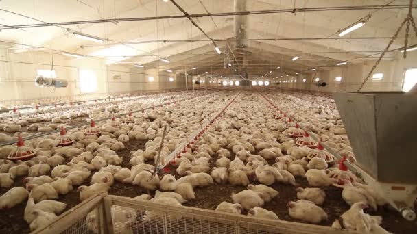 Chicken farm. montage — Stock Video