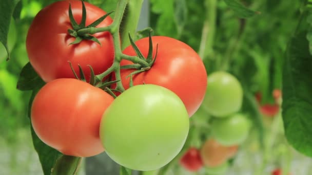 Tomates (2 disparos ) — Vídeos de Stock