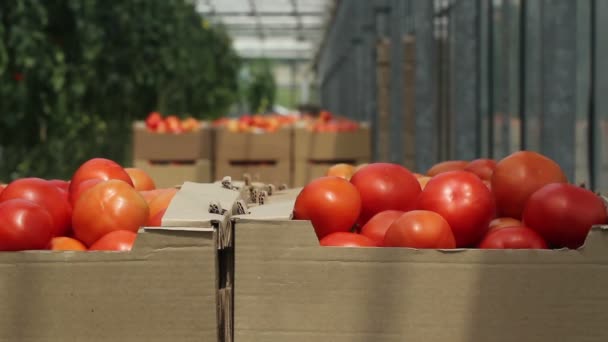 rajčata v kontejnerech