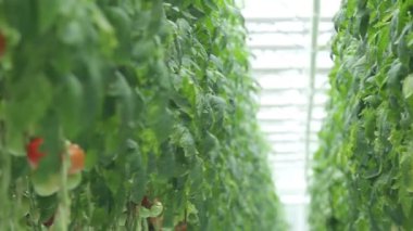 Domates (3 çekim sera içinde)