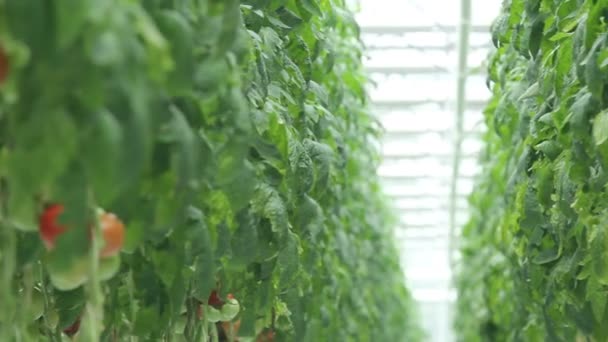 Tomatoes in the greenhouse (3 shots) — Stock Video