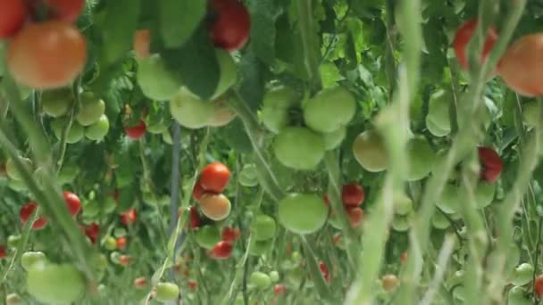 Tomates em estufa (3 tiros ) — Vídeo de Stock