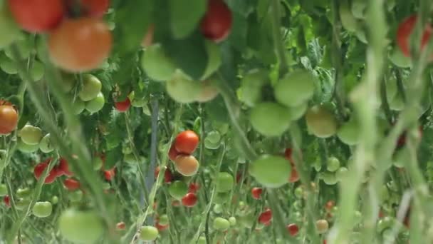 Tomates en el invernadero (2 disparos ) — Vídeo de stock