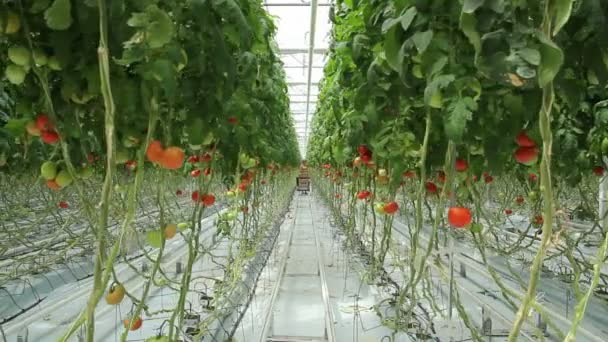 Pomidory w szklarni (3 zdjęć) — Wideo stockowe