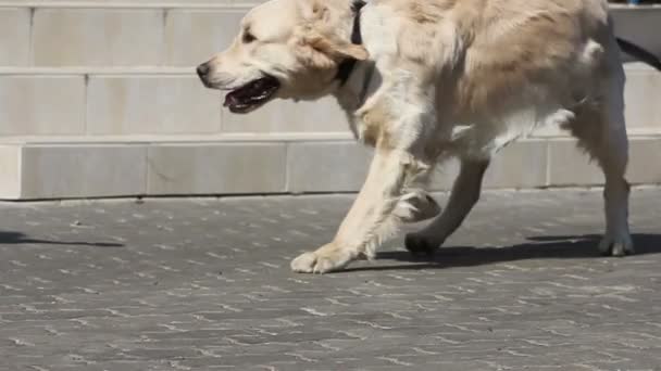 Labrador Pies i młoda kobieta — Wideo stockowe